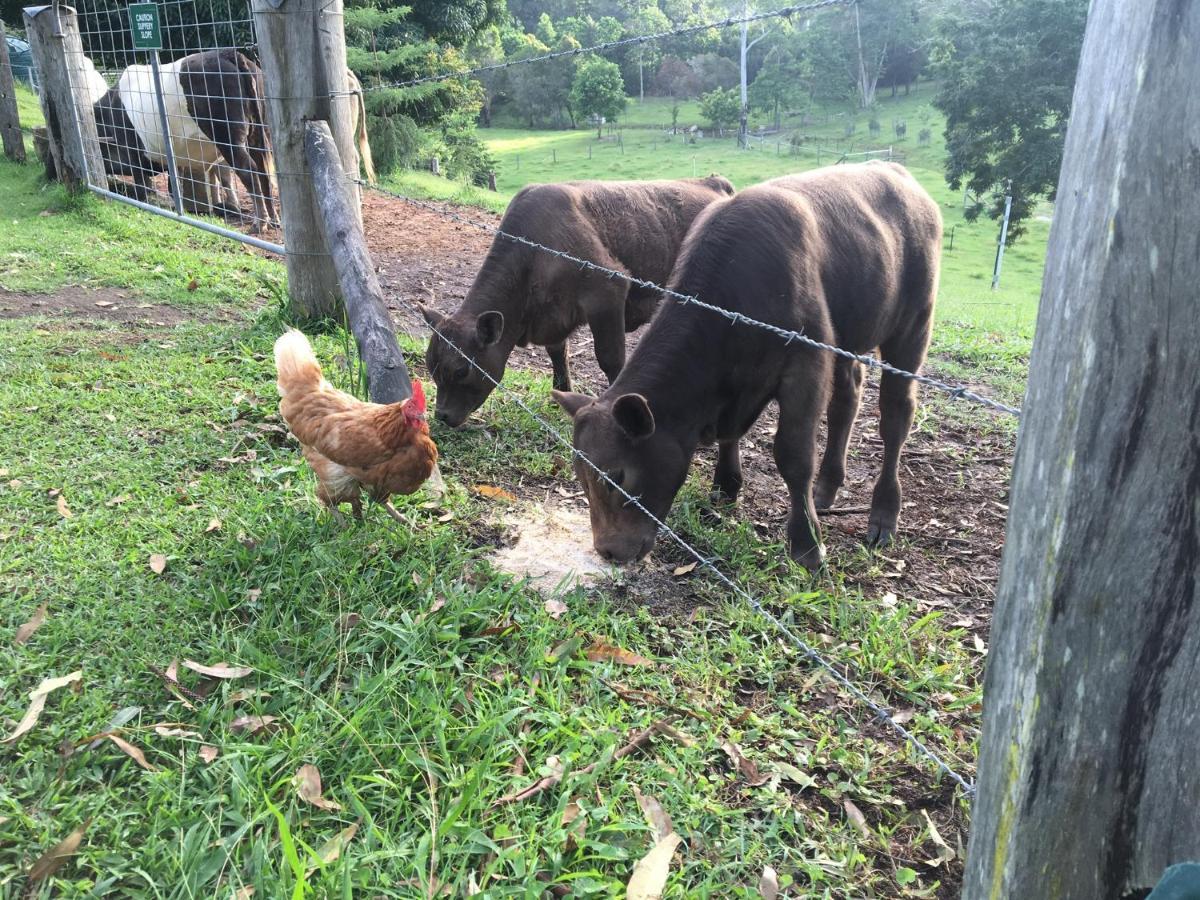 The Croft Bed And Breakfast Murwillumbah Luaran gambar