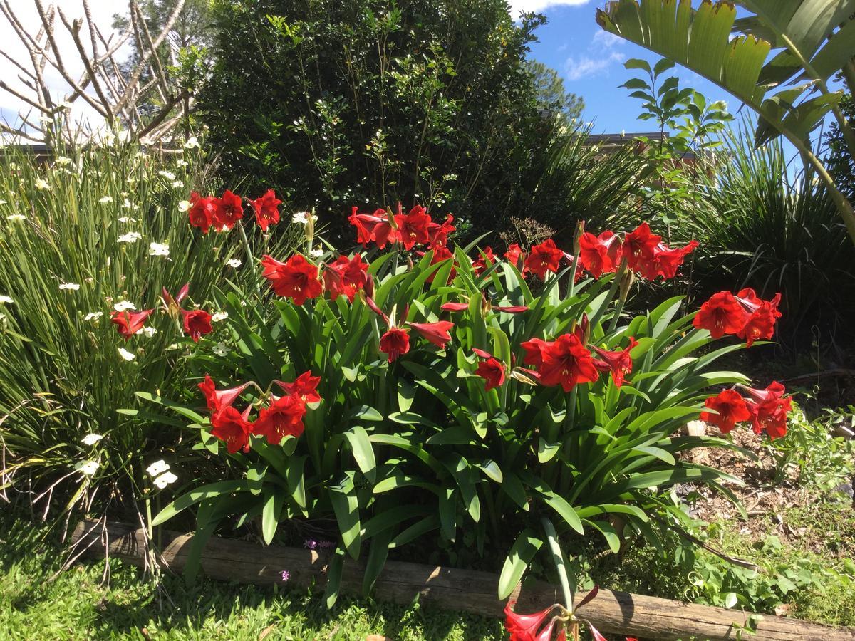 The Croft Bed And Breakfast Murwillumbah Luaran gambar