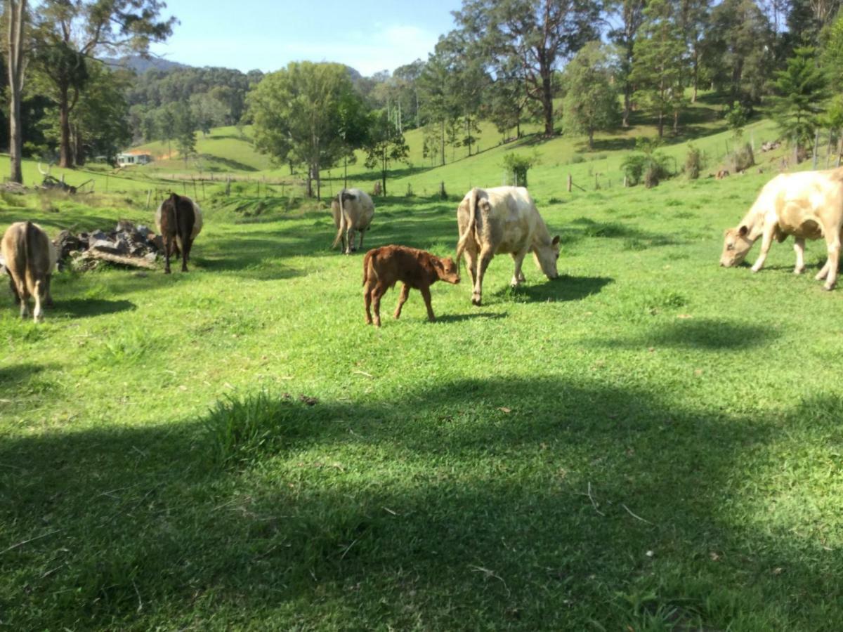The Croft Bed And Breakfast Murwillumbah Luaran gambar